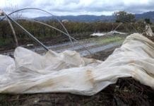 Agricoltura in ginocchio in Liguria, gravissimi danni
