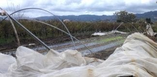 Agricoltura in ginocchio in Liguria, gravissimi danni