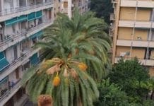 Genova costretta a dire addio alle palme? L’intervento