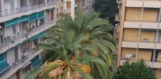 Palme a rischio a Pegli, i residenti chiedono di sperimentare le tecniche anti-punteruolo