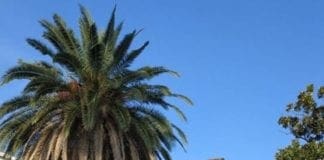 Pegli, abbattute le palme secolari della stazione, potevano essere salvate?