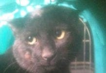 Genova, gatti rapiti e decapitati, il mostro colpisce a levante