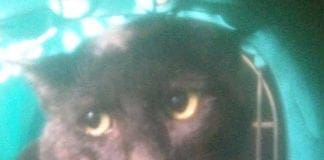 Genova, gatti rapiti e decapitati, il mostro colpisce a levante