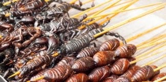 Insetti nel piatto: 4 italiani su 10 sono pronti a degustarli