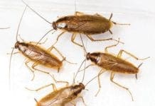 Genova, invasione di blatte nel Centro Storico, commercianti: puliamo qui e si spostano la