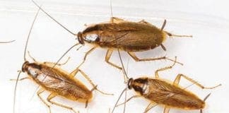 Scarafaggi cadono tra i passeggeri di un treno regionale tra Savona e Genova