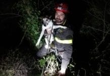 Vigili del Fuoco di La Spezia salvano un jack russel precipitato in un dirupo