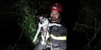 Vigili del Fuoco di La Spezia salvano un jack russel precipitato in un dirupo
