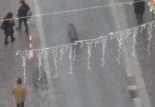 Sampierdarena, cinghiale a passeggio per via Rolando