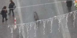 Sampierdarena, cinghiale a passeggio per via Rolando