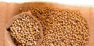 Mandillo dei semi, in val Trebbia ritorna lo scambio di semi tra contadini