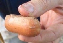 Righi, wurstel con chiodi ritrovati davanti all’Osservatorio