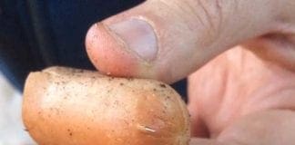 Righi, wurstel con chiodi ritrovati davanti all’Osservatorio