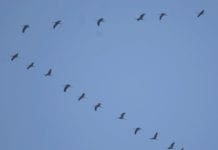 Arrivano le Gru nel cielo del Parco del Beigua, iniziativa social per contarle