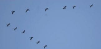 Arrivano le Gru nel cielo del Parco del Beigua, iniziativa social per contarle