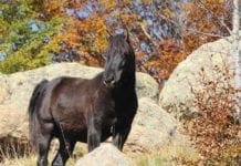 Cavalli selvaggi del Parco dell’Aveto, 105mila euro per controllare la loro salute