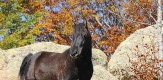 Cavalli selvaggi del Parco dell’Aveto, 105mila euro per controllare la loro salute