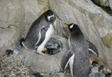 Pinguini dell’Acquario di Genova iniziano i rituali di corteggiamento – VIDEO pinguini acquario di Genova