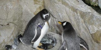 Pinguini dell’Acquario di Genova iniziano i rituali di corteggiamento – VIDEO pinguini acquario di Genova