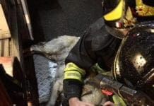 Vigili del fuoco salvano labrador da un incendio a Carozzo