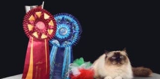 Worldcats, mostra internazionale felina alla Fiera di Genova