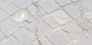 Processionarie, inizia l’invasione e nessuno ha curato gli alberi quando si poteva