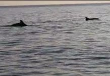 Delfini davanti al porto di Savona
