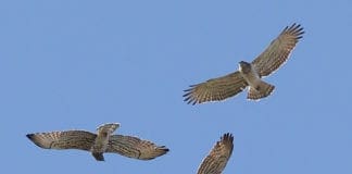 Biancone Day al Parco del Biegua: giornata di osservazione dell’aquila dei serpenti Biancone Day