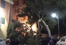 Genova – Vento forte per tutta la notte, albero caduto a Castelletto