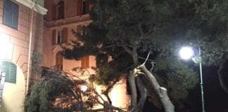 Genova – Vento forte per tutta la notte, albero caduto a Castelletto