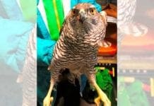 Bormida, un rapace nel pollaio: l’astore salvato dall’Enpa
