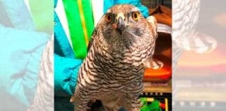 Bormida, un rapace nel pollaio: l’astore salvato dall’Enpa