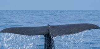 Whale Watching, in Liguria il primo corso per la certificazione delle guide turistiche balenottera