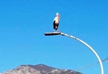 Cicogna su un lampione a Loano