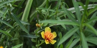 “Come fare… Cure e rimedi vegetali”, il libro sulle piante officinali presentato oggi all’Orto Botanico di Genova