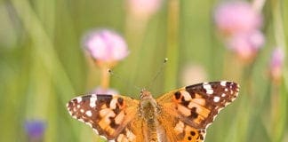 Parco del Beigua, biowatching e uscite notturne primaverili al via nel week end