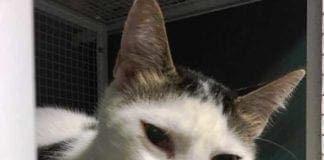 Savona, rimane incastrata in un tombino: gatta salvata da un passante