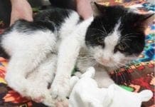 Uccide il gatto che lo ha graffiato schiacciandolo con il portone, sarà denunciato