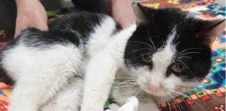 Uccide il gatto che lo ha graffiato schiacciandolo con il portone, sarà denunciato