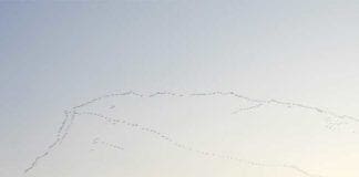 Spettacolo dei cieli del Beigua, migliai di gru in migrazione