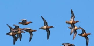 Fiume Entella, escursione naturalistica alla scoperta dell’avifauna selvatica locale