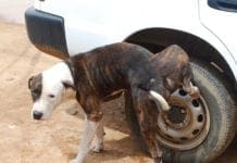 Genova – Da oggi obbligatorio l’uso della bottiglietta per la pipì dei cani
