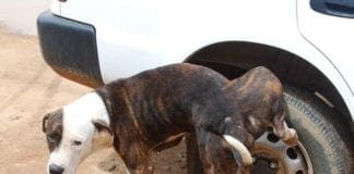 Imperia – Scattano i controlli per la pipì dei cani, obbligatorio lavare con bottiglietta