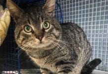 Savona, gatto ritrovato in un portone: si cerca il proprietario