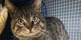 Savona, gatto ritrovato in un portone: si cerca il proprietario