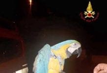 La Spezia – Pappagallo fugge e si impiglia in un cavo, salvato dai Vigili del Fuoco