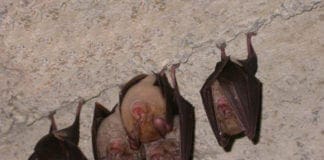Parco del Beigua, pipistrelli protagonisti della notte a Sassello