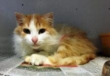 Savona, gattina abbandonata cerca una nuova casa