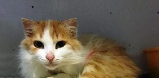 Savona, gattina abbandonata cerca una nuova casa