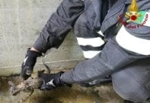 La Spezia – Vigili del fuoco salvano mamma gatta e 4 micetti